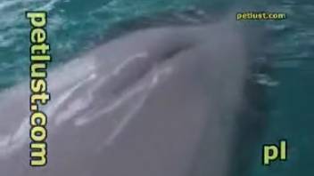 Extreme deep-sea creature intercourse film featuring a male and a dolphin